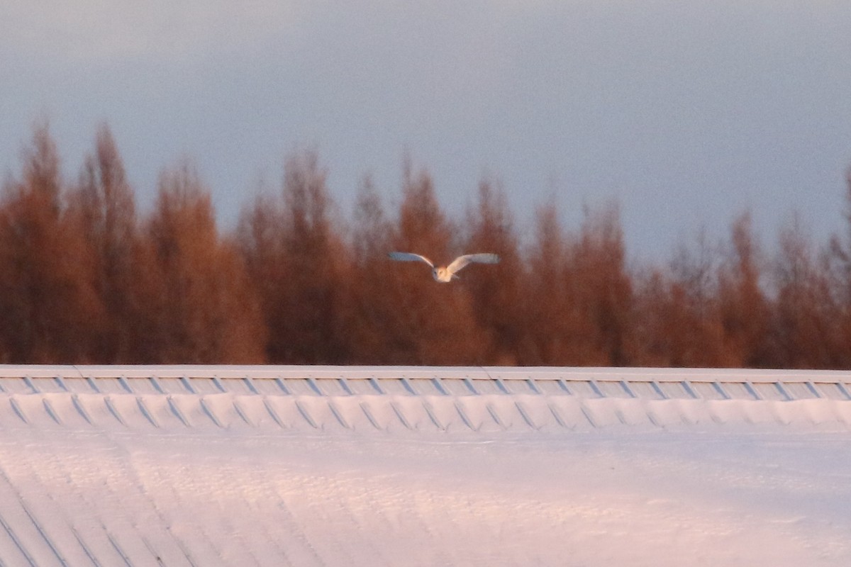 Barn Owl - ML200129391