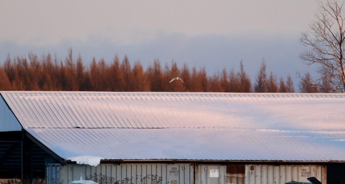 Barn Owl - ML200129421