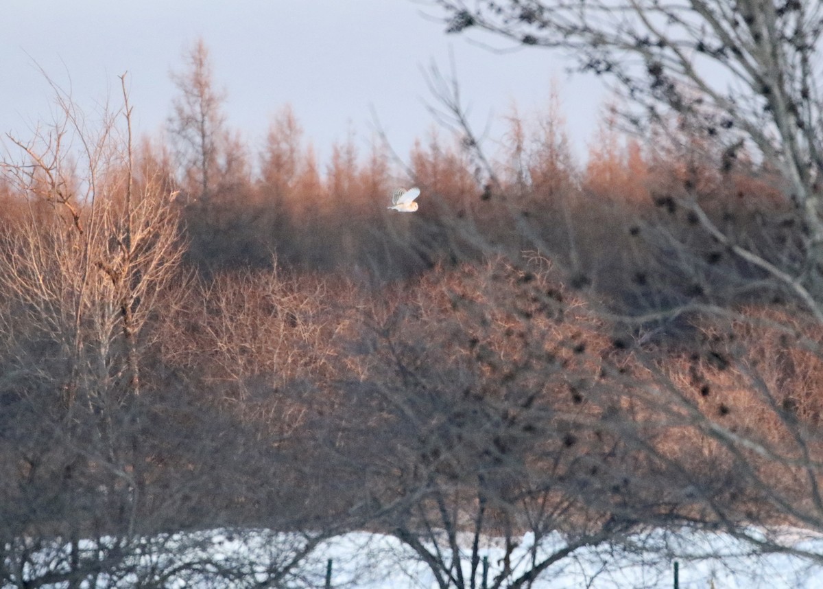 Barn Owl - ML200129431