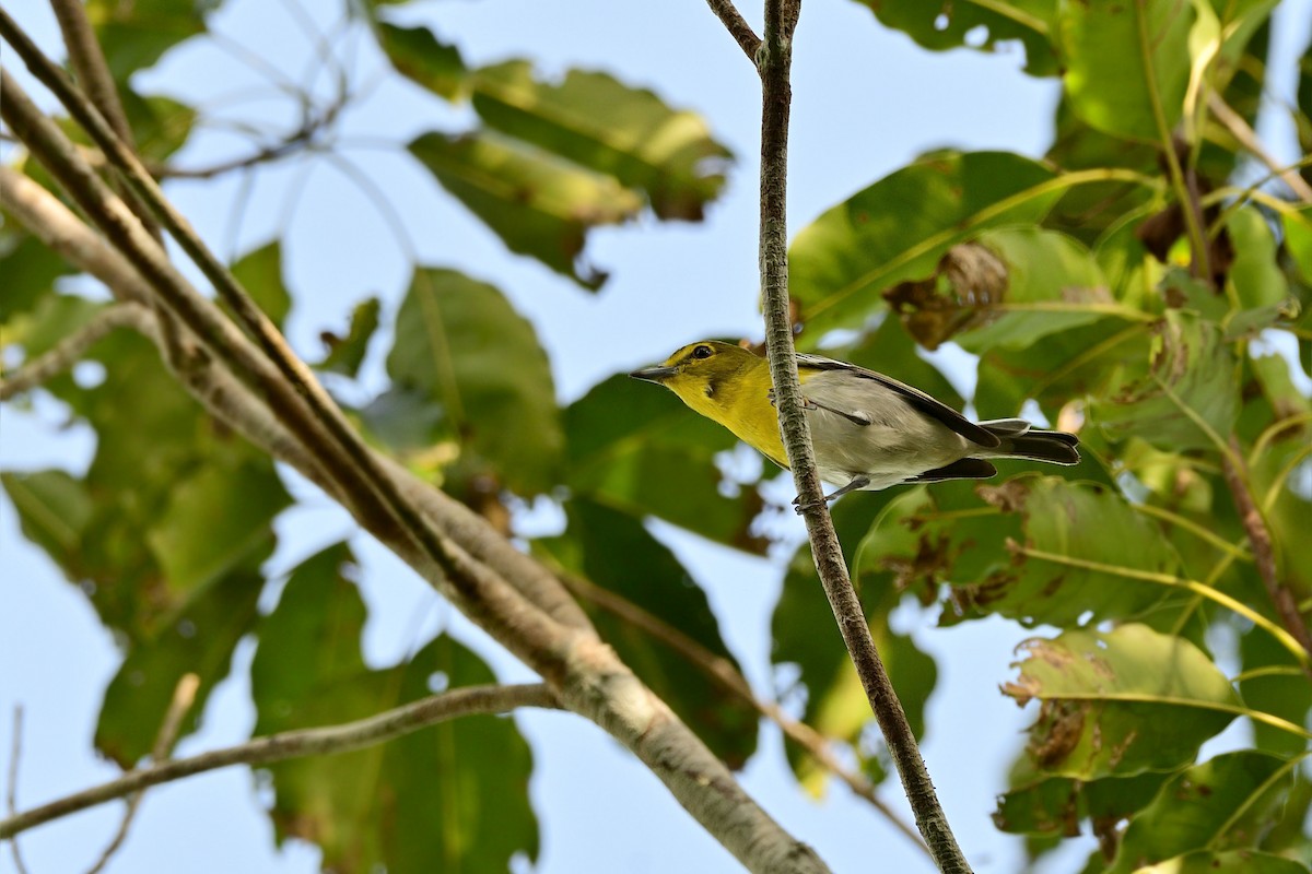 Vireo Gorjiamarillo - ML200132231