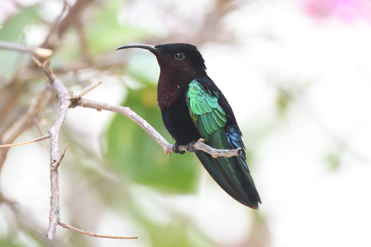 Purple-throated Carib - terence zahner