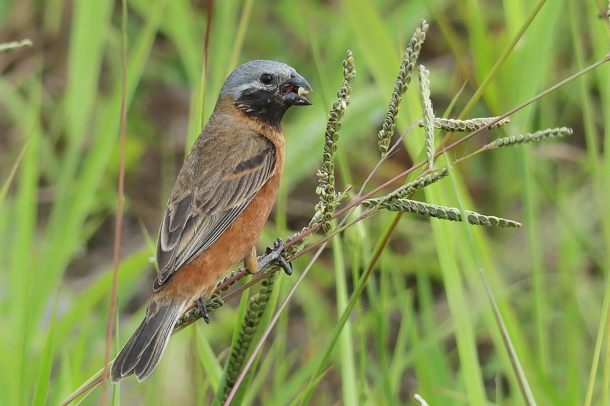 Dark-throated Seedeater - Jorge  Quiroga