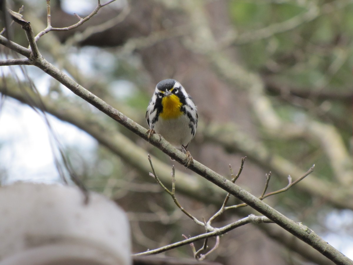 Yellow-throated Warbler - ML200136721