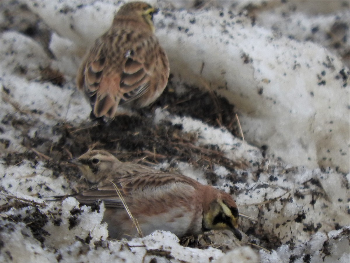 Horned Lark - ML200137301