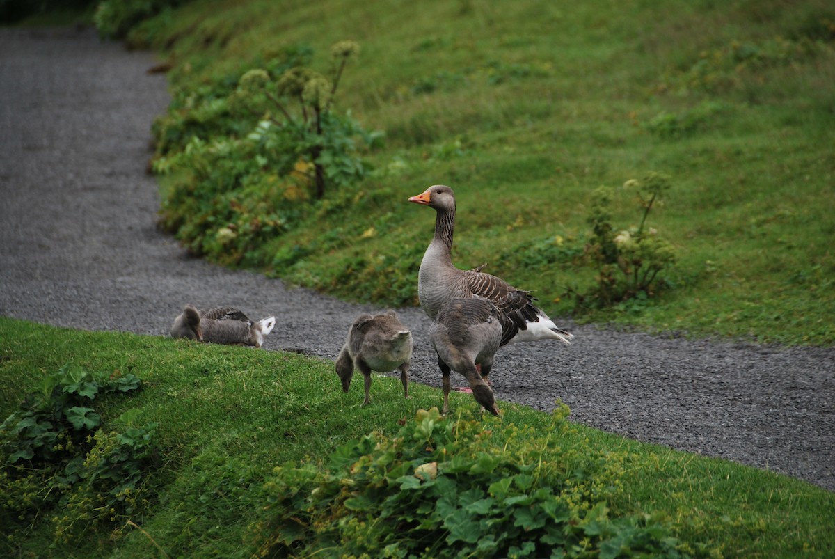 Бор галуу - ML200137531