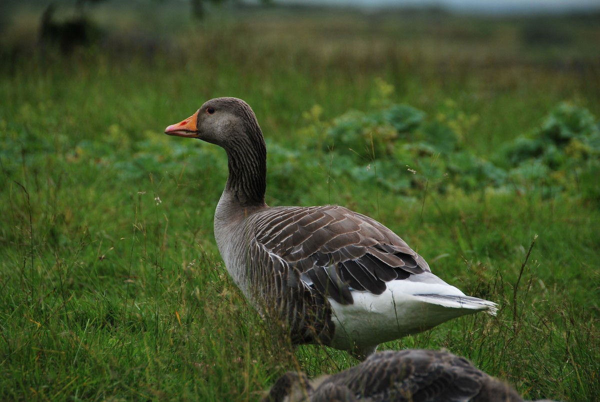 Бор галуу - ML200137541