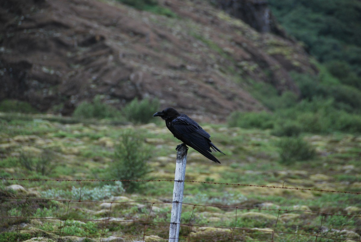 Хон хэрээ - ML200137981