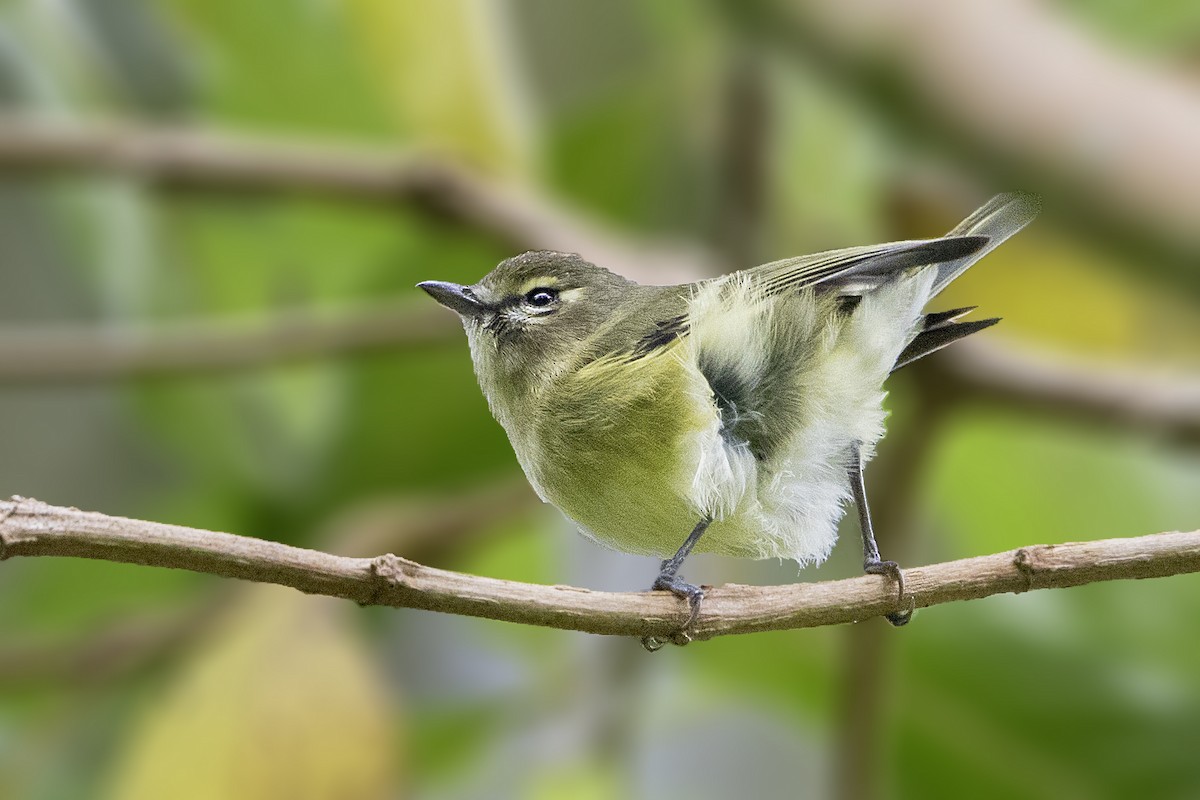 Yellow-winged Vireo - ML200138441