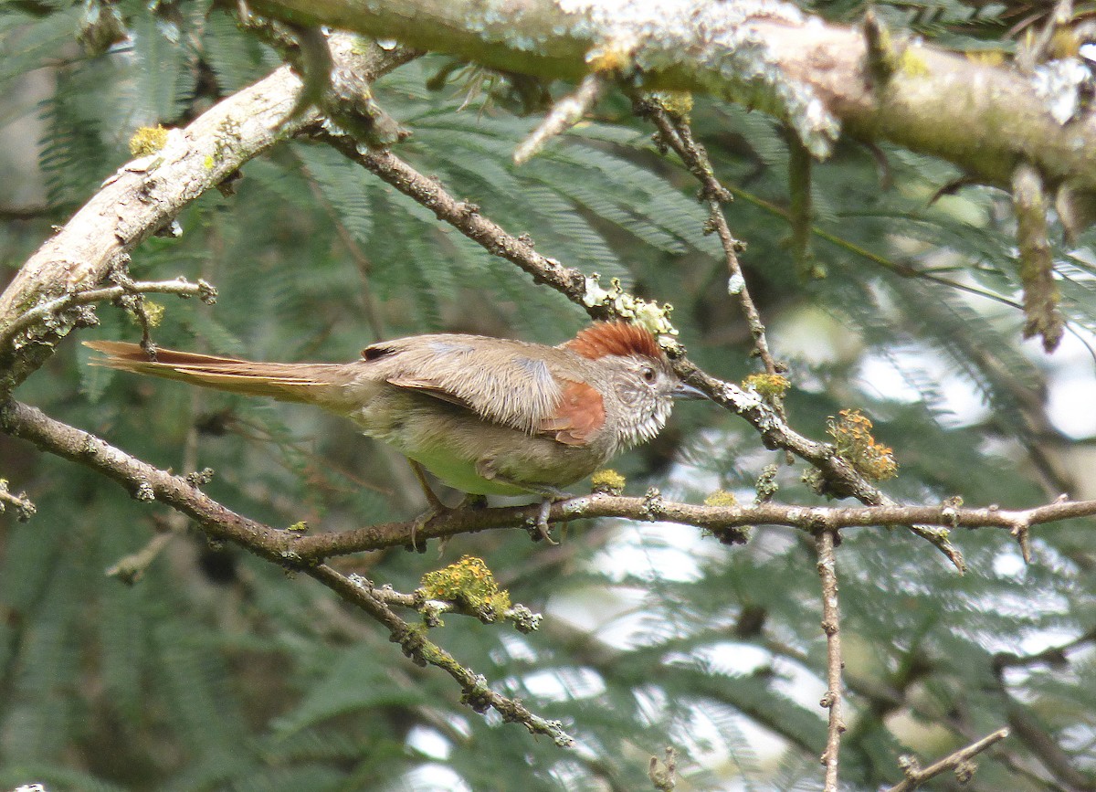 Sooty-fronted Spinetail - ML200139101