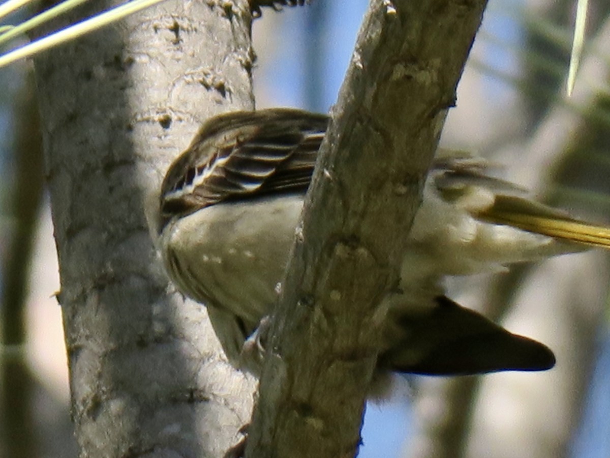 gullbryntrupial/lundtrupial - ML200141011