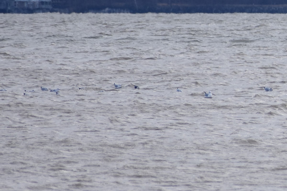 Lesser Black-backed Gull - ML200141381