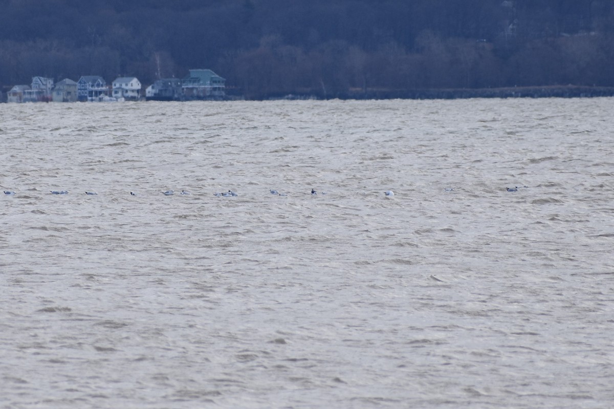 Lesser Black-backed Gull - ML200141391