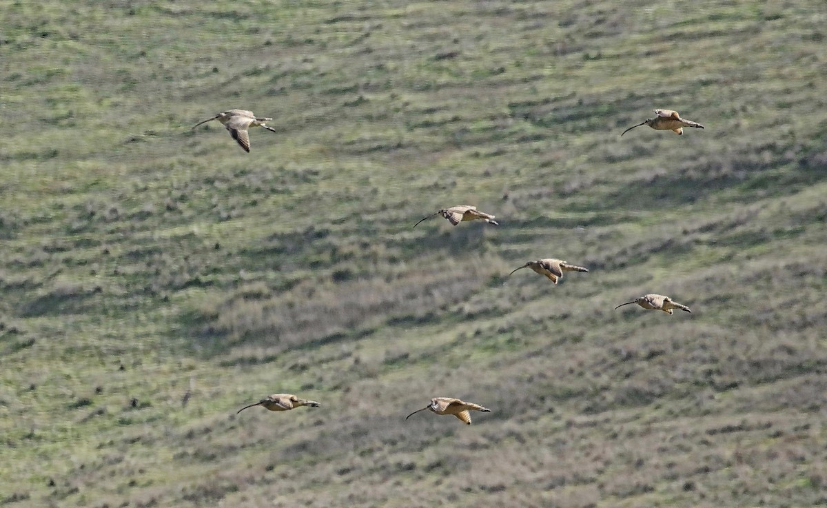 Long-billed Curlew - Douglas Hall