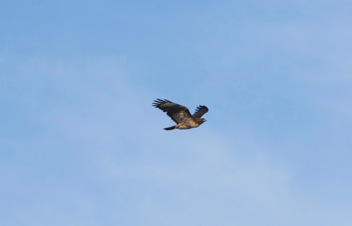 Red-tailed Hawk - Douglas Hall