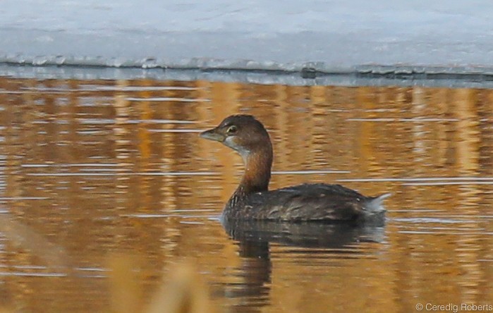 Grèbe à bec bigarré - ML200143111