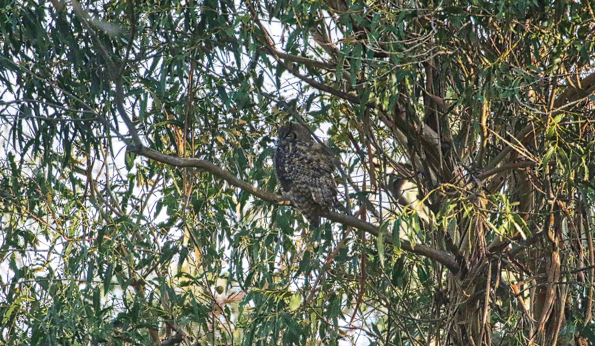 Great Horned Owl - ML200143811