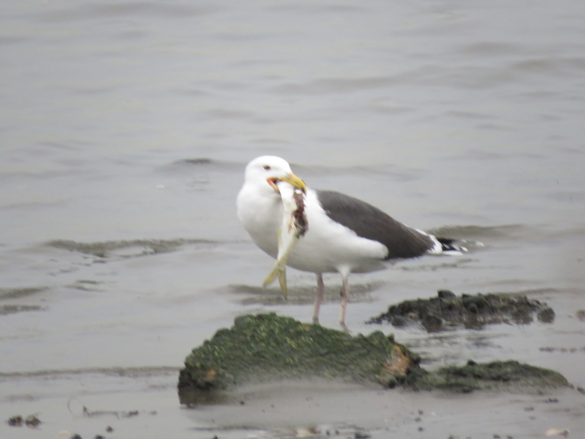 Great Black-backed Gull - Tom Preston