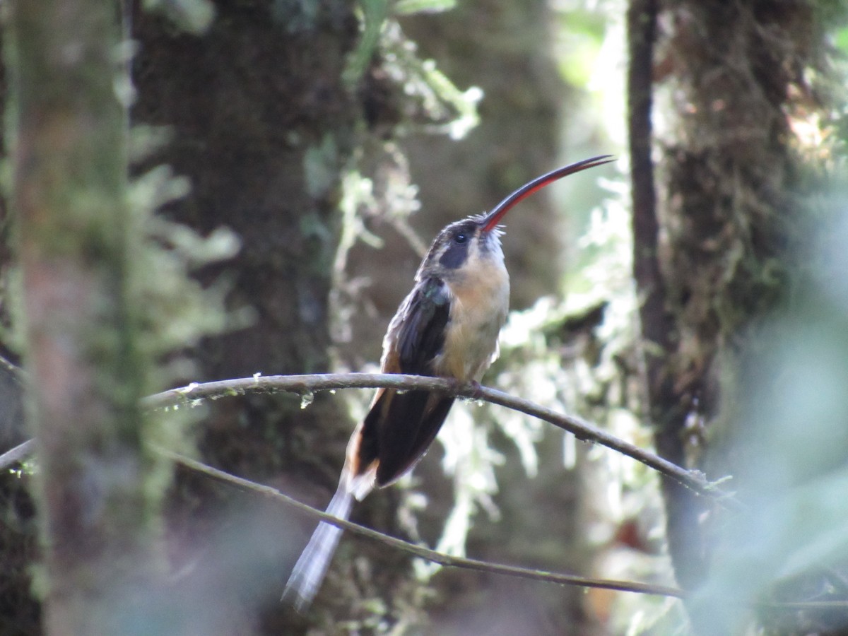 Tawny-bellied Hermit - ML200144561