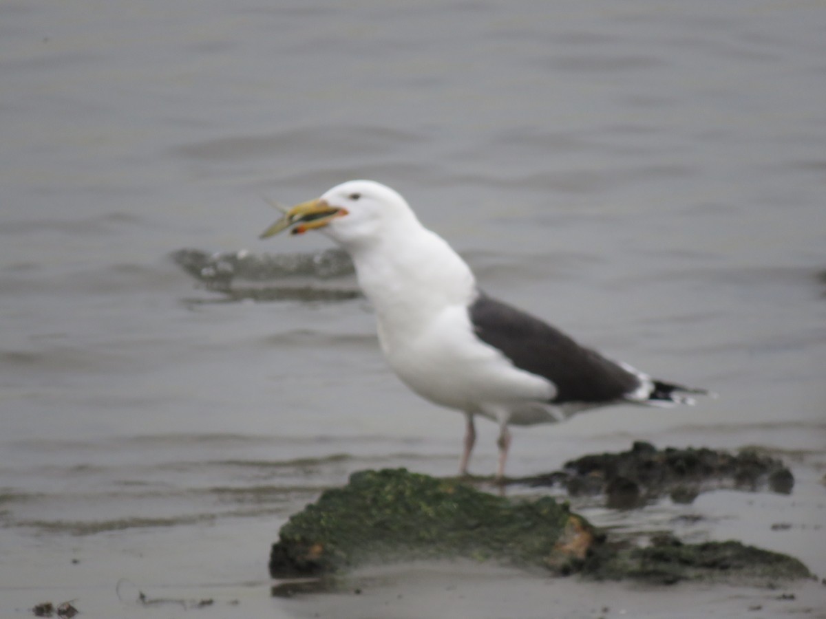 Great Black-backed Gull - Tom Preston