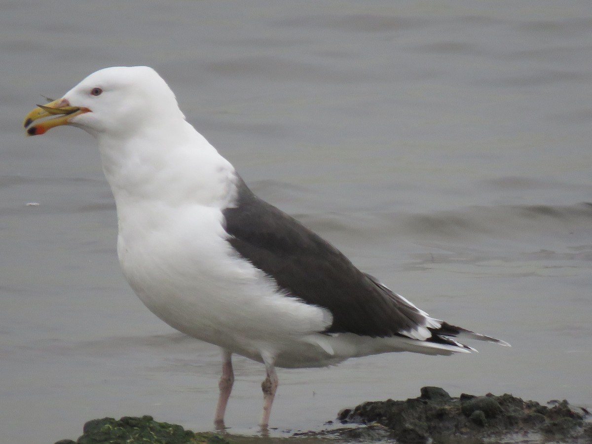 Great Black-backed Gull - ML200144781