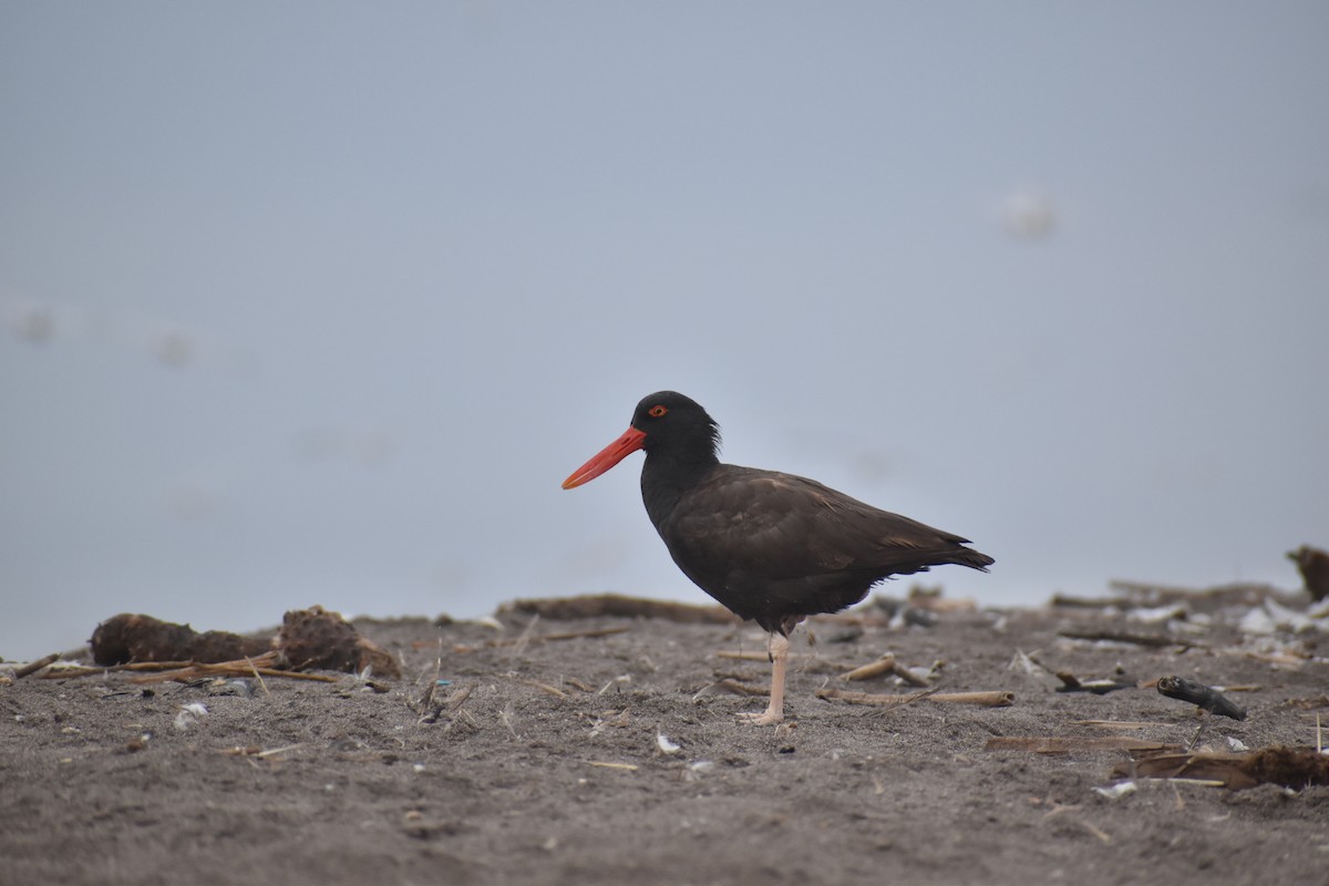 Blackish Oystercatcher - ML200148821