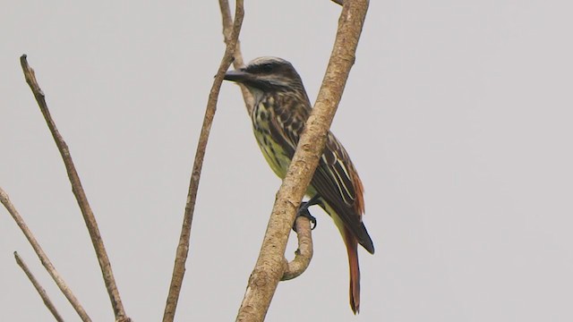 Sulphur-bellied Flycatcher - ML200149631