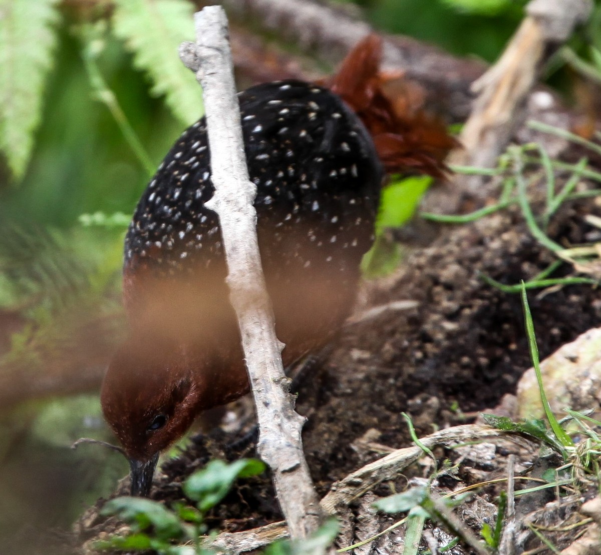 Chestnut Forest Rail - ML200150331