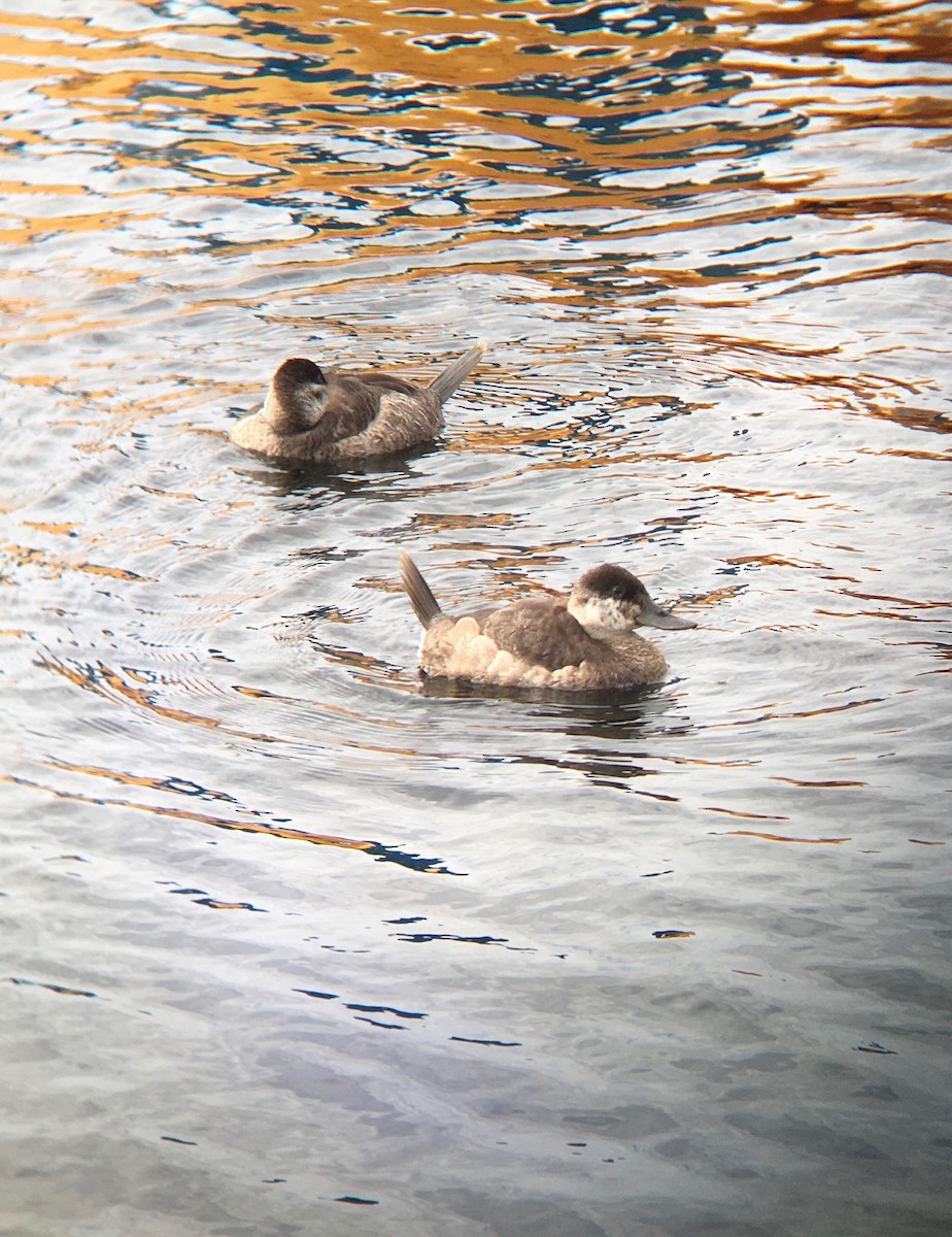 Ruddy Duck - ML200151821