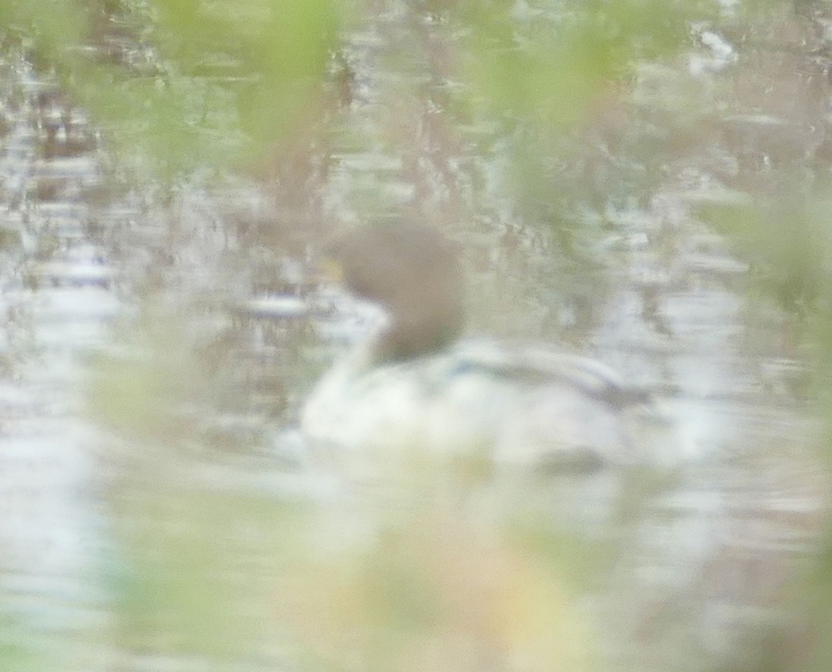 Pied-billed Grebe - ML200152511