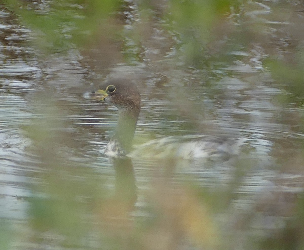 Pied-billed Grebe - ML200152521