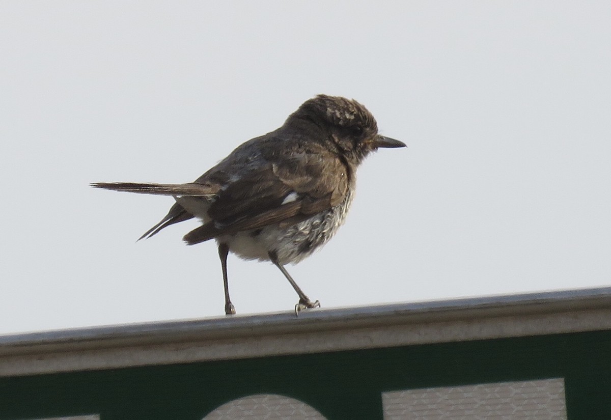 Red-capped Robin - ML200154421