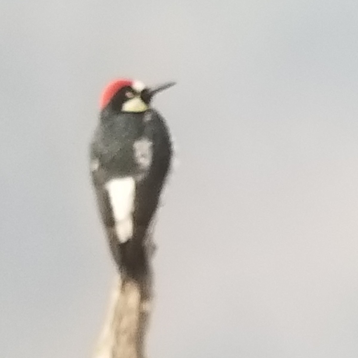 Acorn Woodpecker - Donald Pendleton