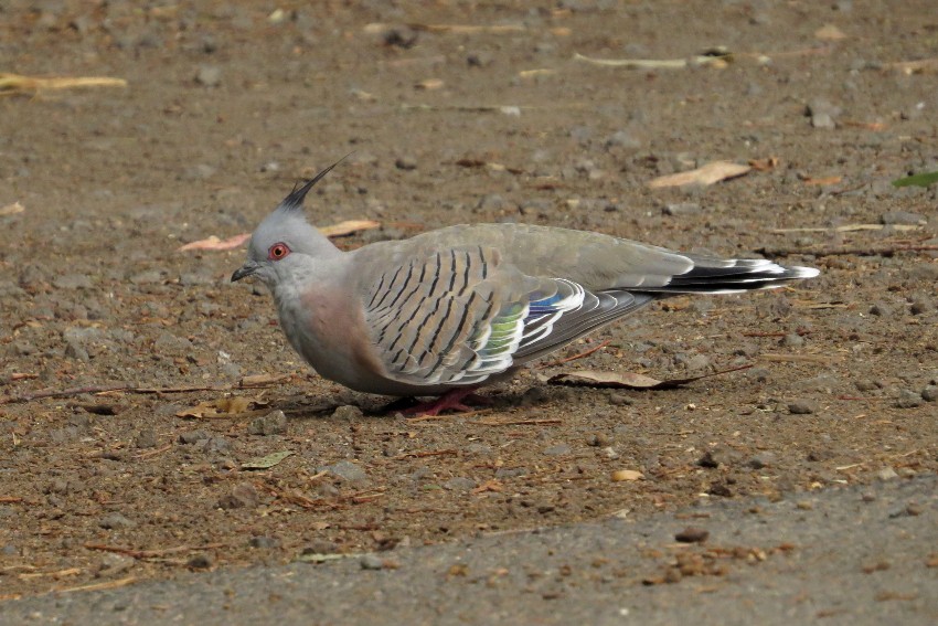 Crested Pigeon - ML200155201