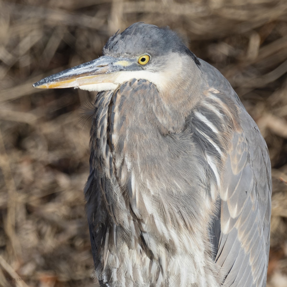 Great Blue Heron - ML200156841