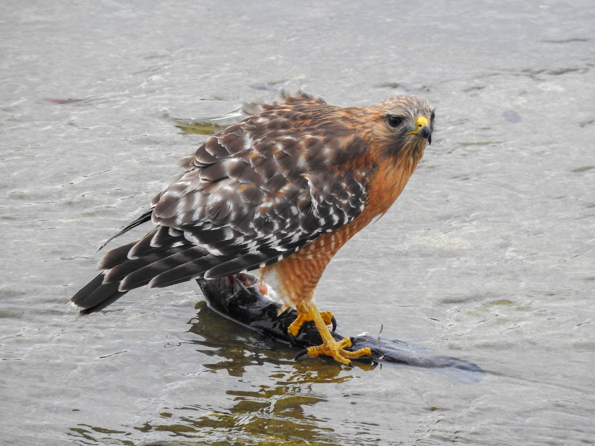 Red-shouldered Hawk - ML200157911