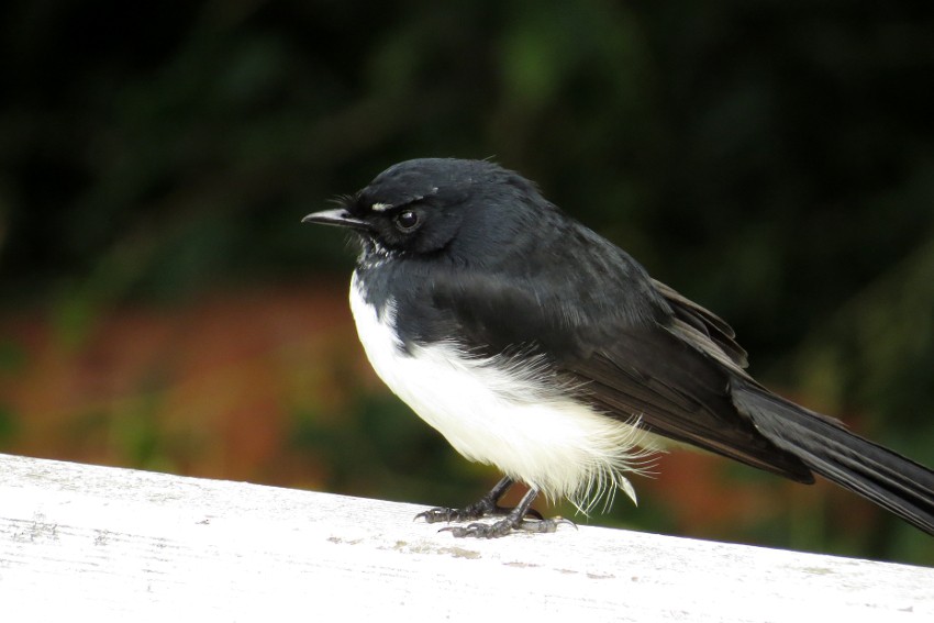 Willie-wagtail - ML200158041
