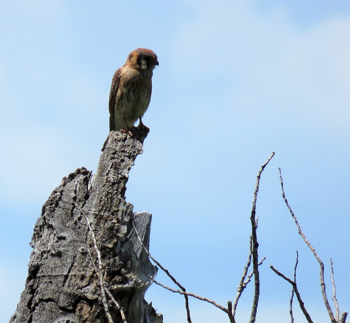 American Kestrel - ML200158761