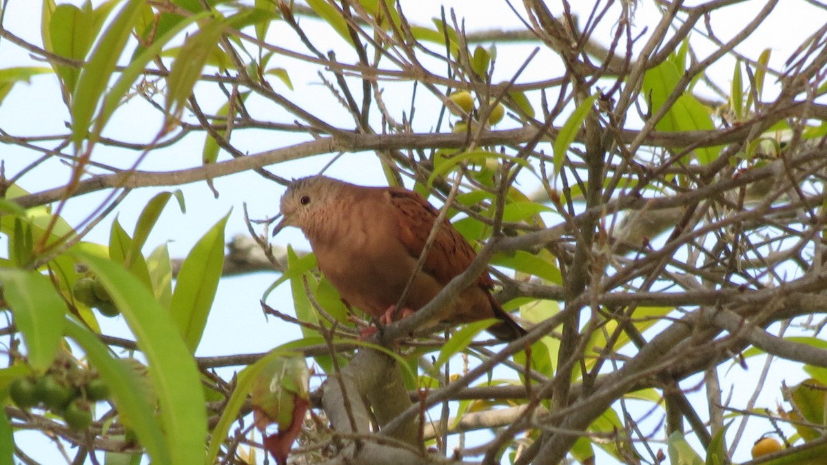 Ruddy Ground Dove - Abel Saraiba Porras