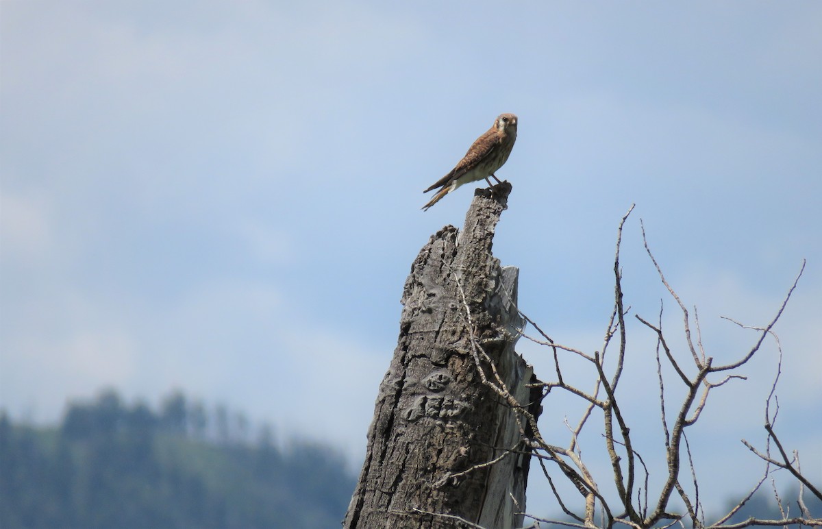 American Kestrel - ML200158841