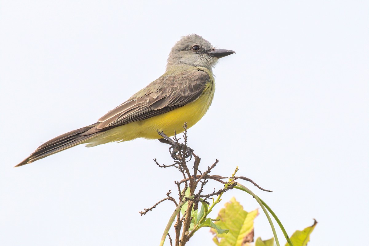 Tropical Kingbird - ML200159021