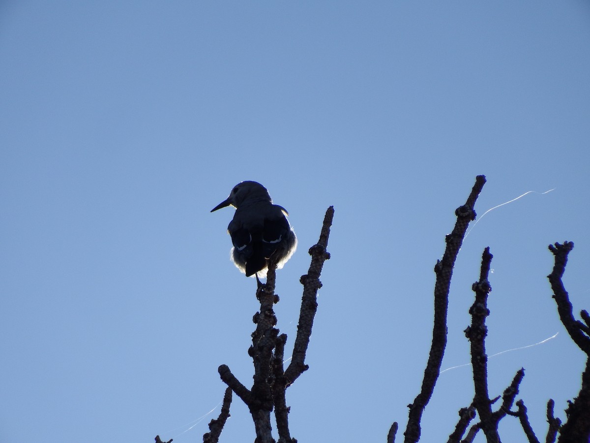 Clark's Nutcracker - ML200159291