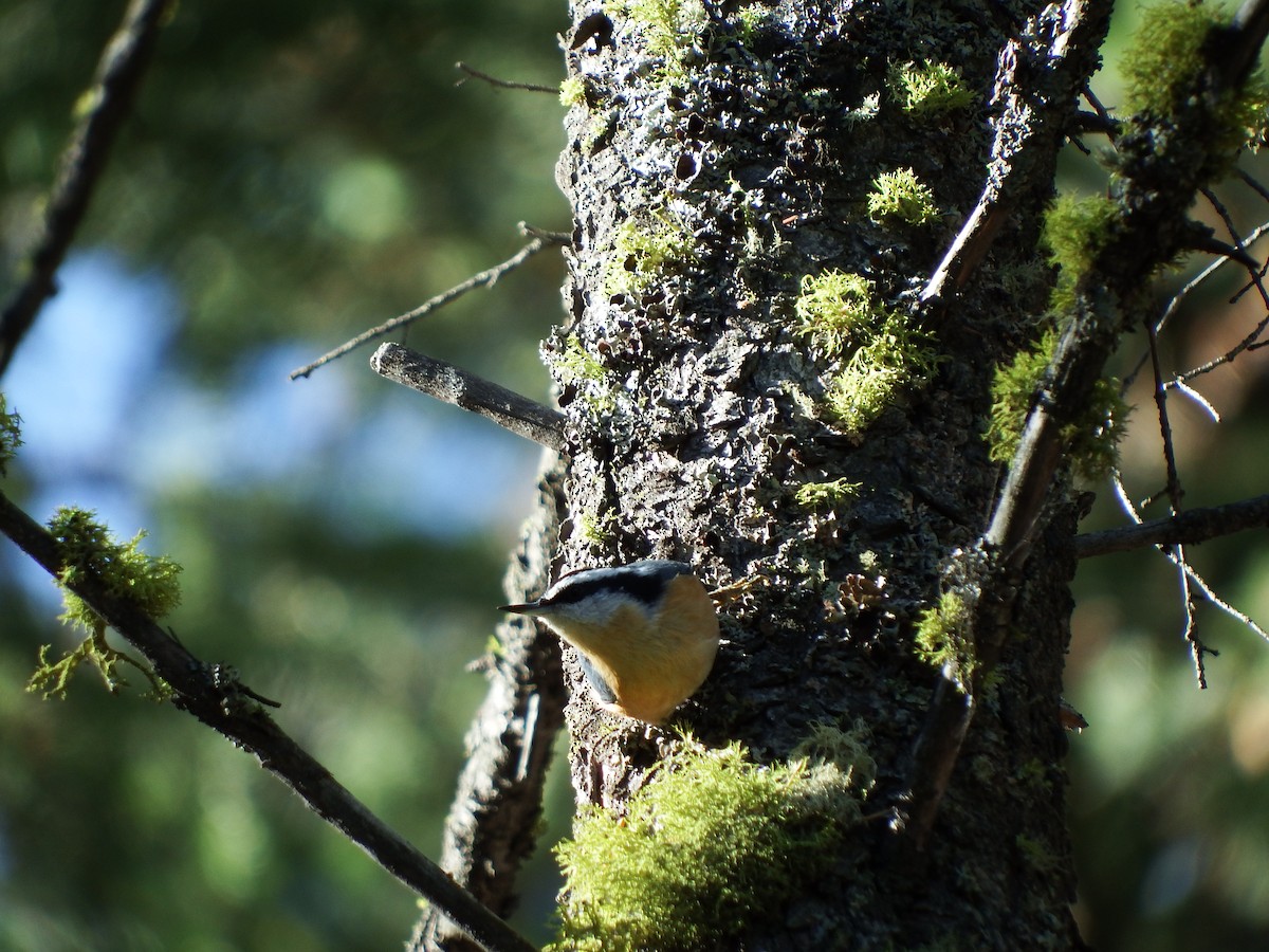 Red-breasted Nuthatch - ML200159471