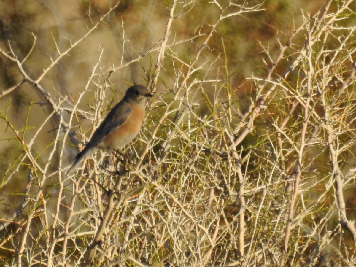 Western Bluebird - ML200159491