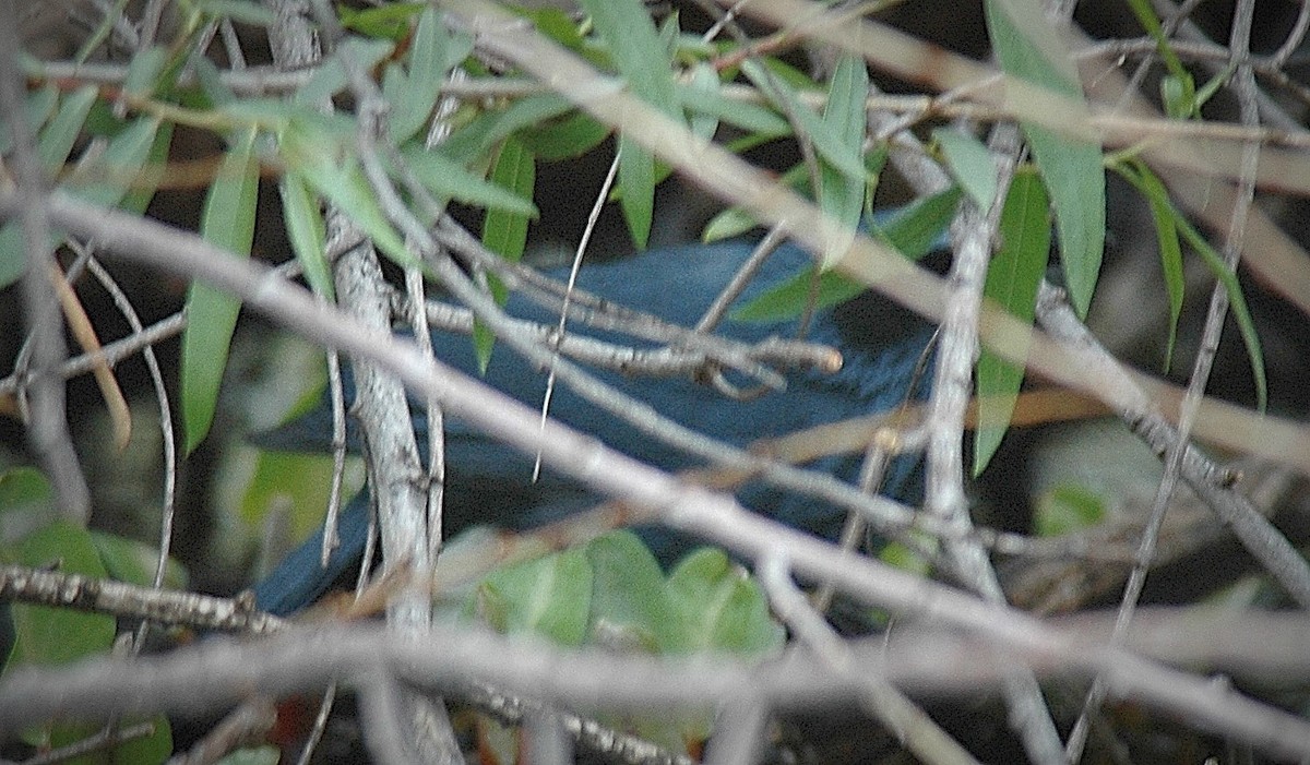 Blue Mockingbird - ML200160171