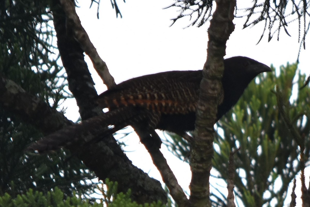 Pheasant Coucal - Bashir Khan