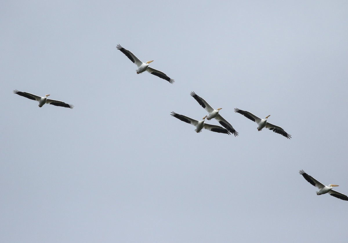 American White Pelican - ML200163711