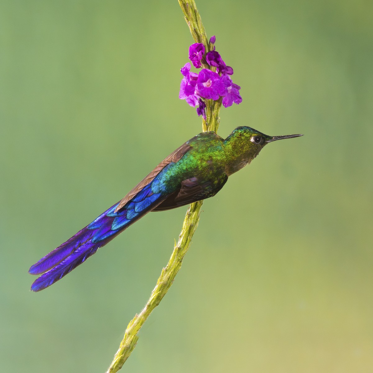 Violet-tailed Sylph - Vayun Tiwari