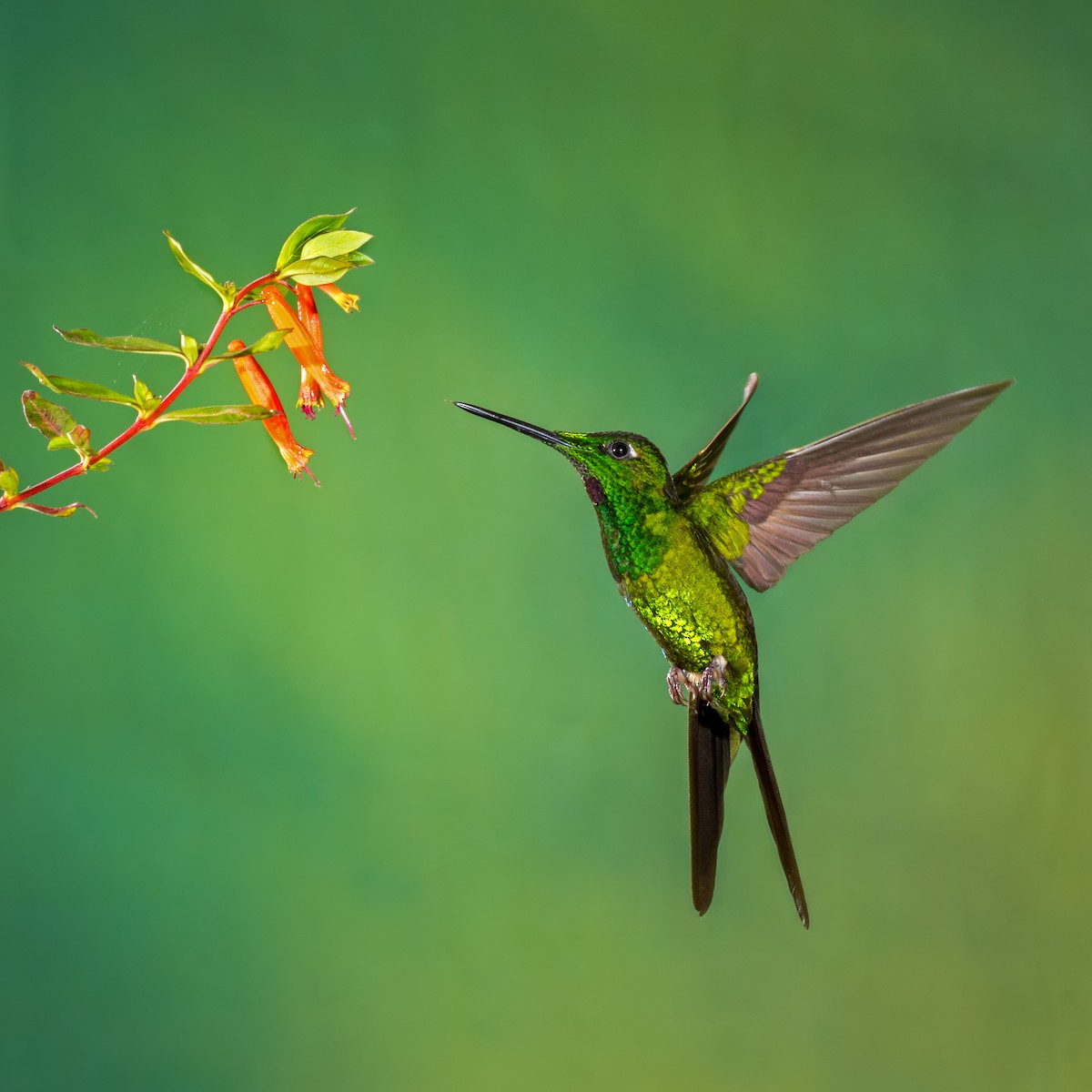 kolibřík císařský - ML200165101