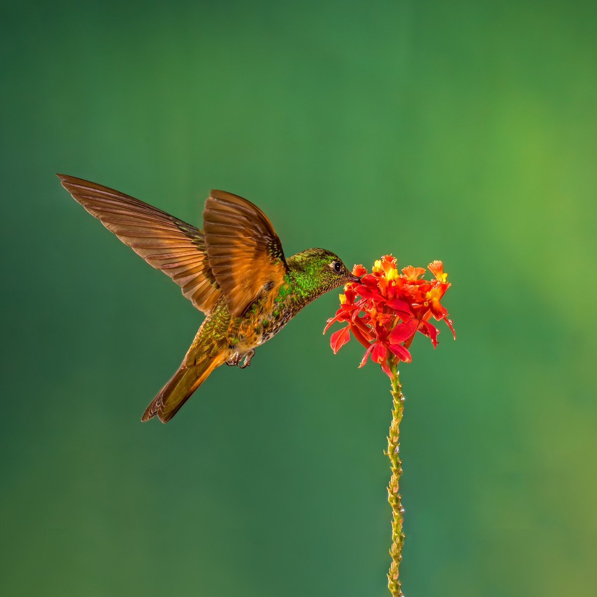 Buff-tailed Coronet - ML200165321