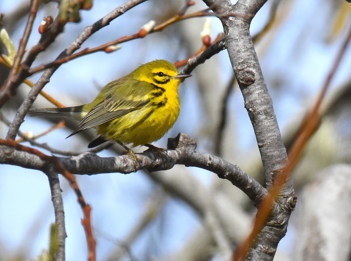 Prairie Warbler - ML200166131